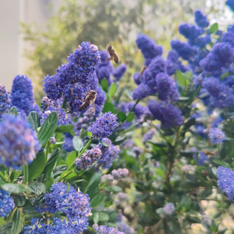 Plantations - Paysagistes Les Jardins du Roy Paris