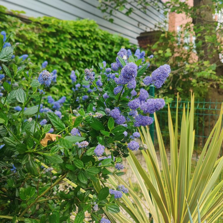 Plantations - Paysagistes Les Jardins du Roy Paris